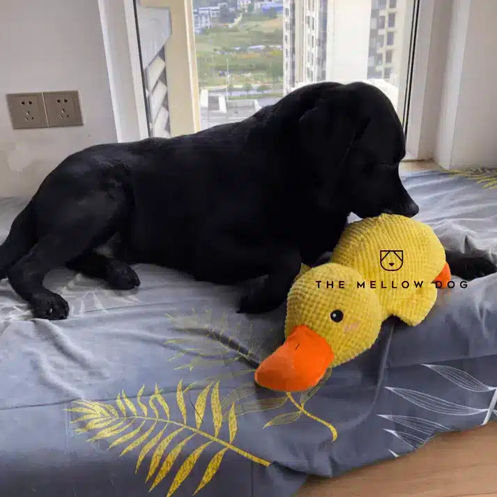 Calming Duck Toy